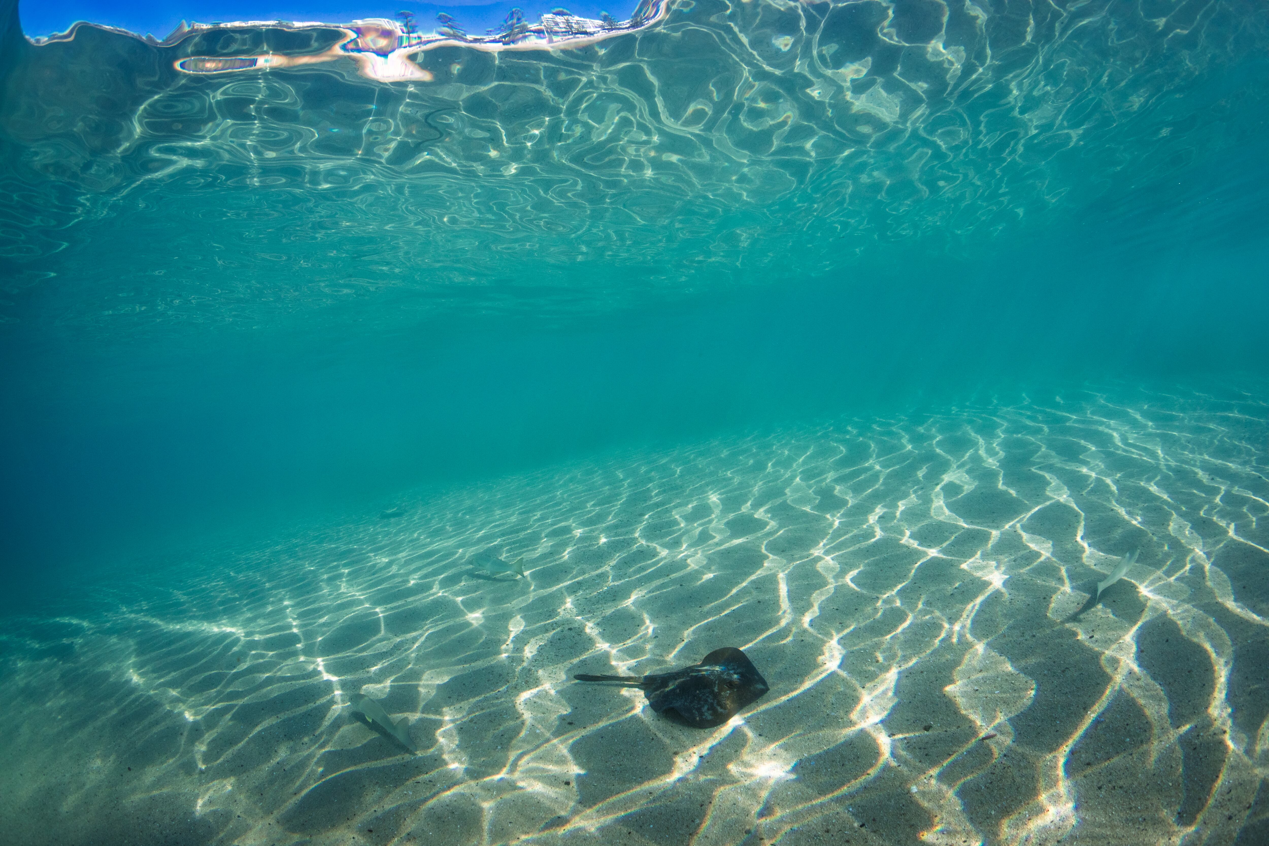 Una especie de stingaree