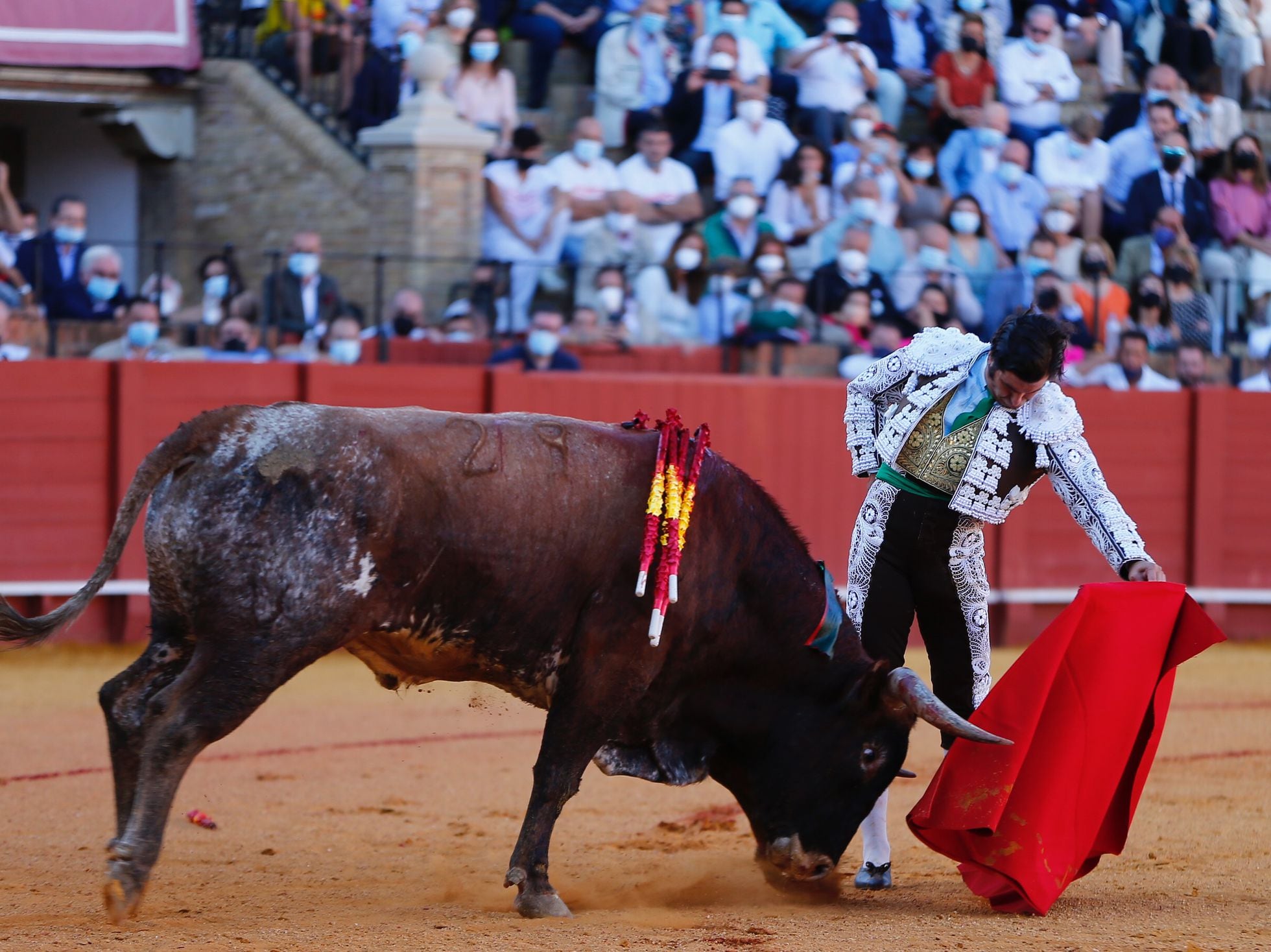 Morante ya toreó un ejemplar de Miura el pasado año en la Maestranza de Sevilla