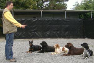 Alberto adiestrando a unos perros