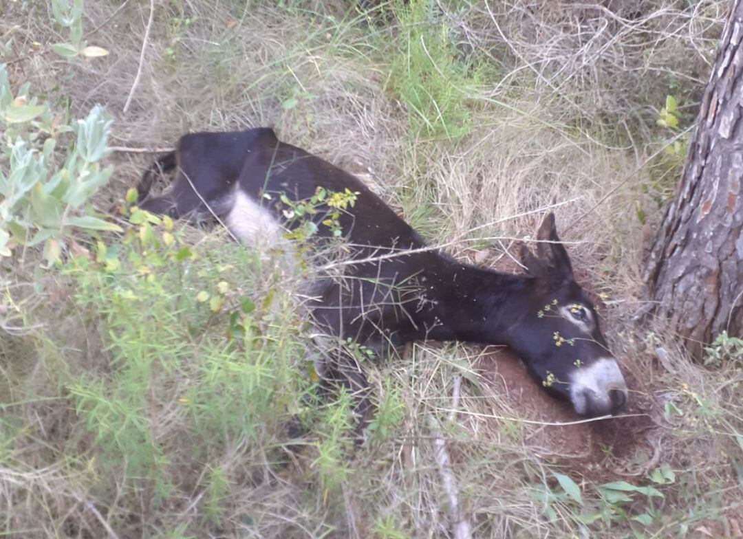 Muerte de burros en el Desert de les Palmes