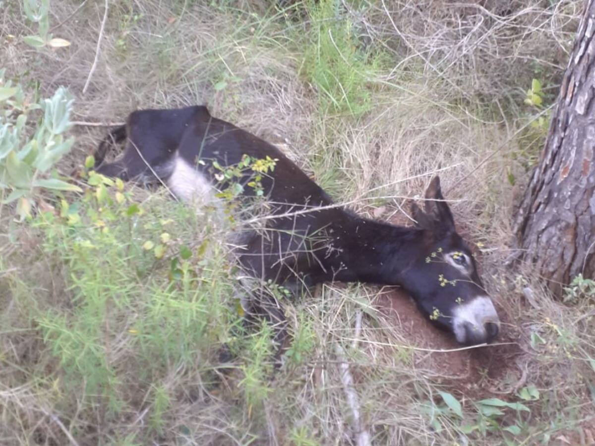 Dimite una jefa de servicio por la muerte de los diez burros en el Desert de Les Palmes