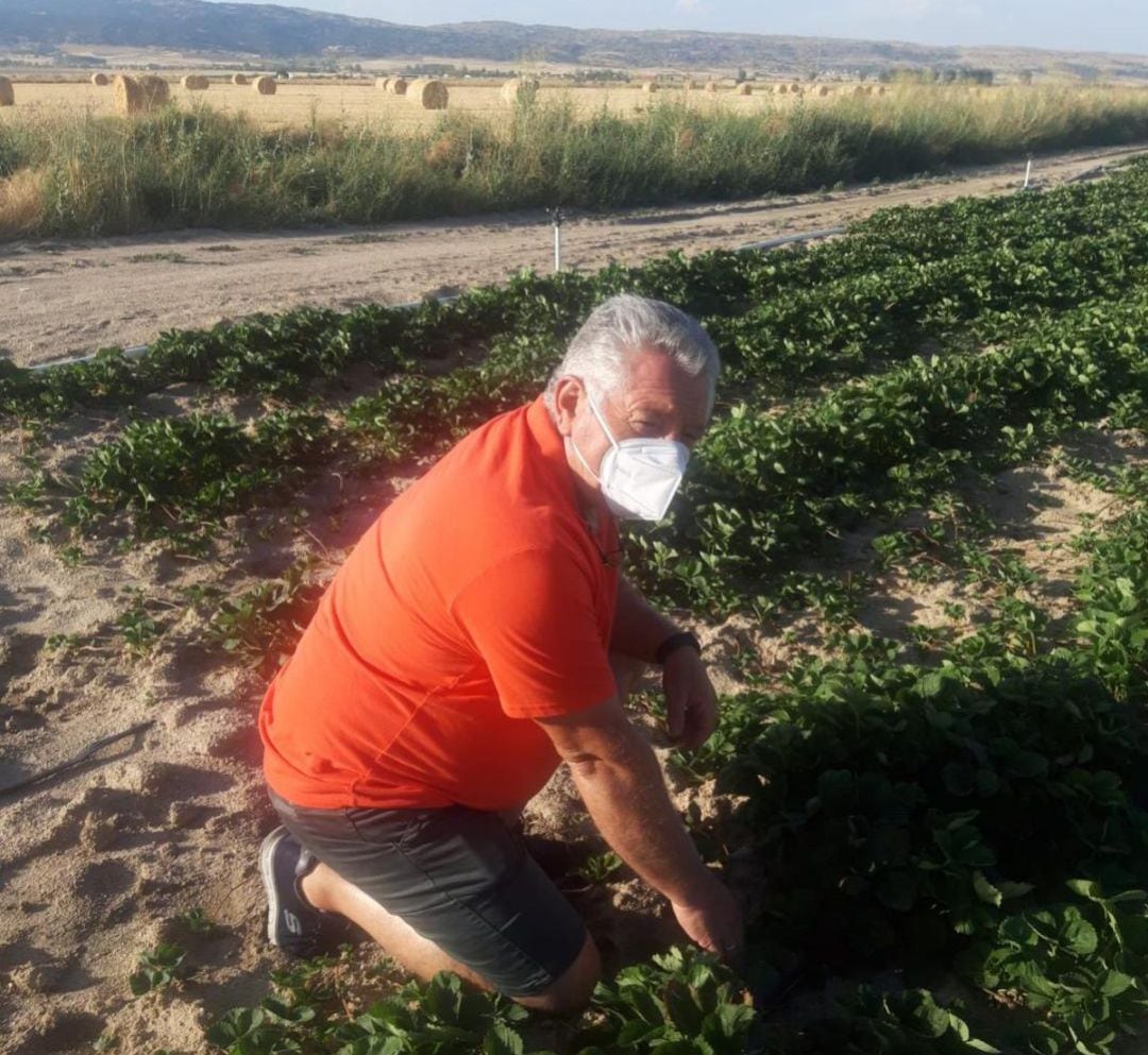 El diputado Ángel Jiménez, visita un cultivo de fresas en el Valle Amblés