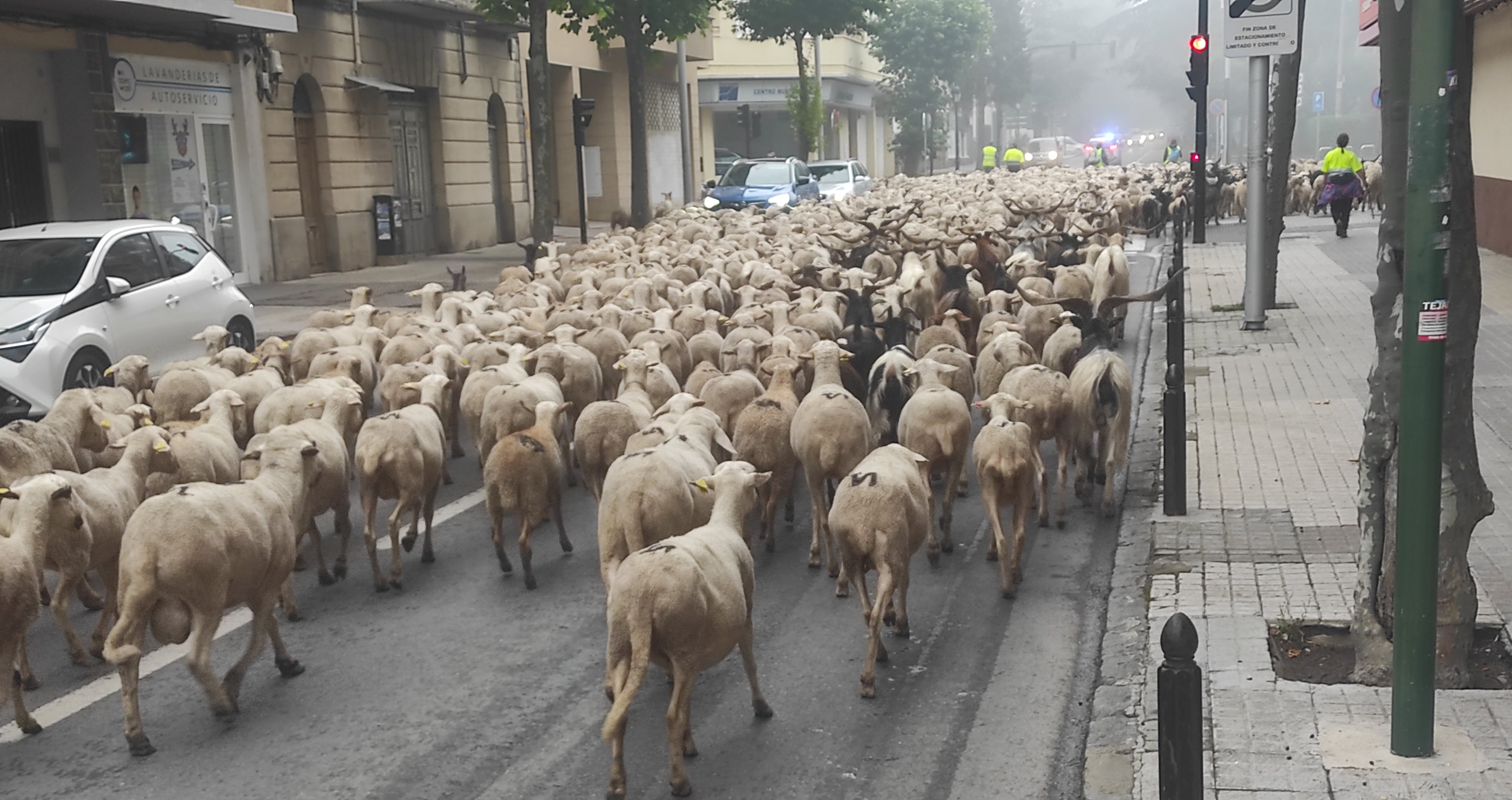 Rebaño de ovejas este lunes por las calles de Jaca