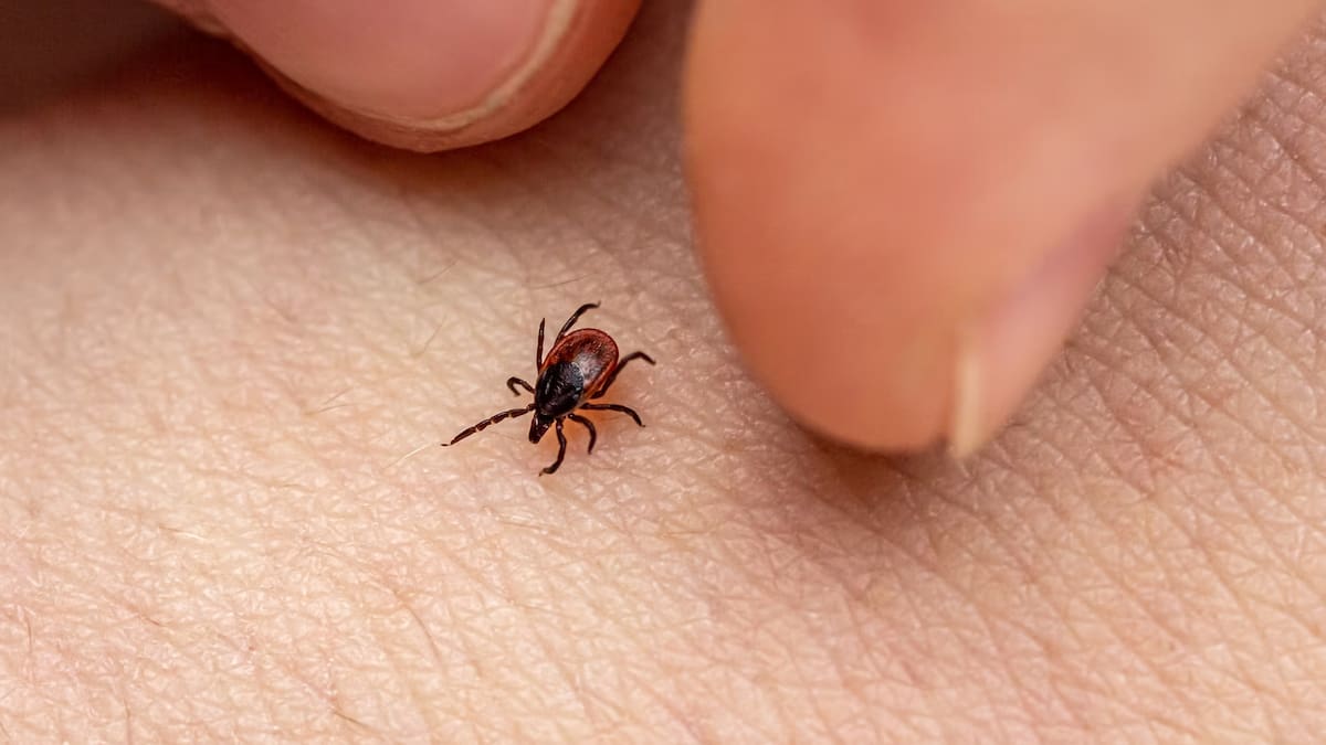 Chinches y mosquitos tigre, las plagas que afectarán a Ibiza esta primavera