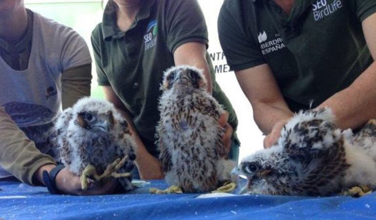 Marcaje de los halcones peregrino que nacieron en nido instalado en el Hospital Gómez Ulla de Madrid.