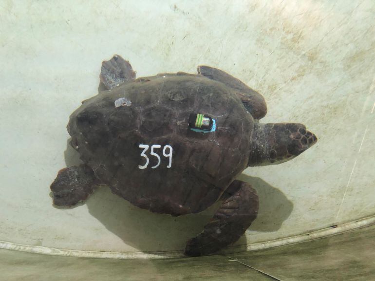 Un gran ejemplar de más de 20 quilos ha sido el primero del año rescatado por los pescadores en Benicarló