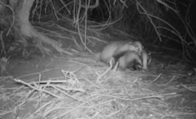 VIDEO DE LOS TEJONES EN SALBURUA 