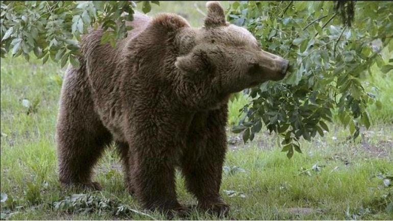 Un oso pardo fotografiado en un paraje natural de Cantabria. 