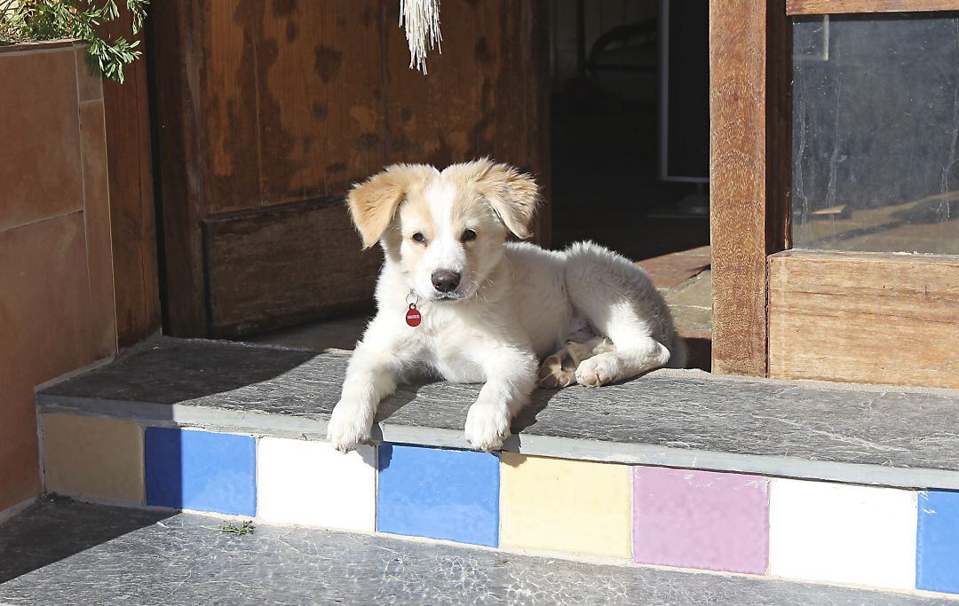Perro en Castell de Cabres