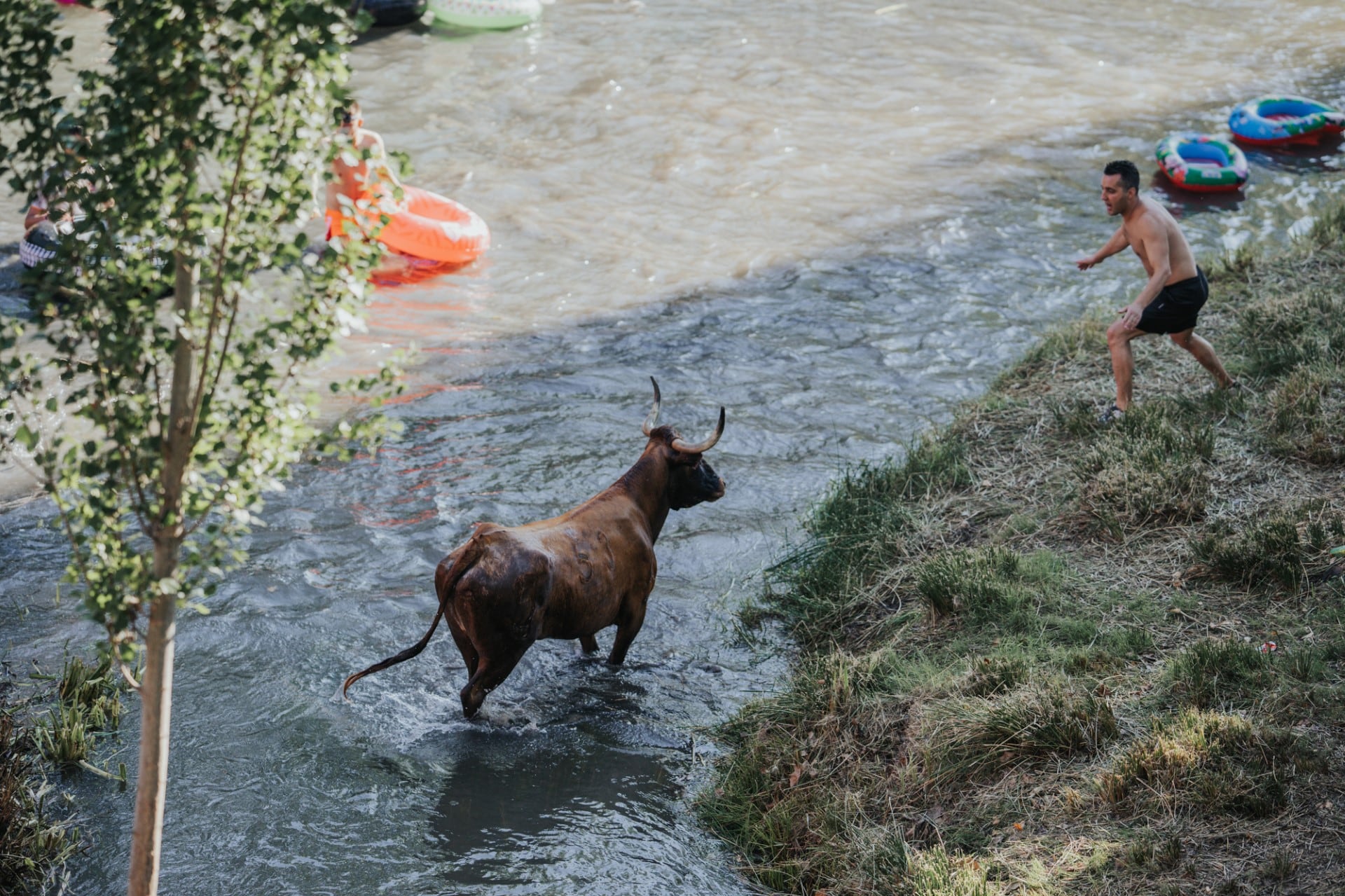 Vacas por el Tajo en Trillo