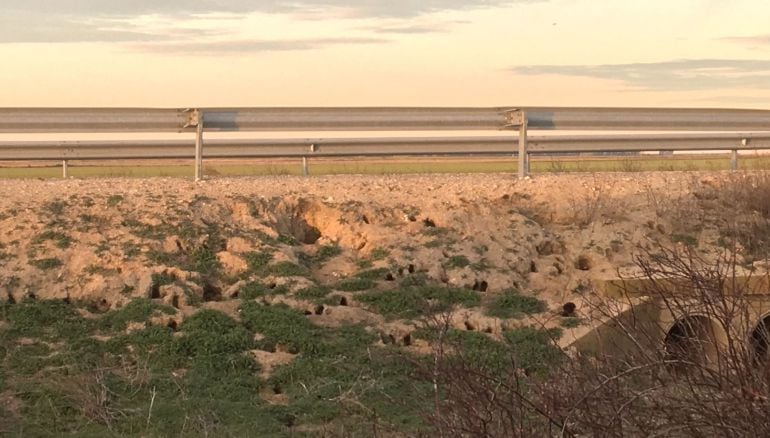 Madrigueras en la cuneta de una carretera