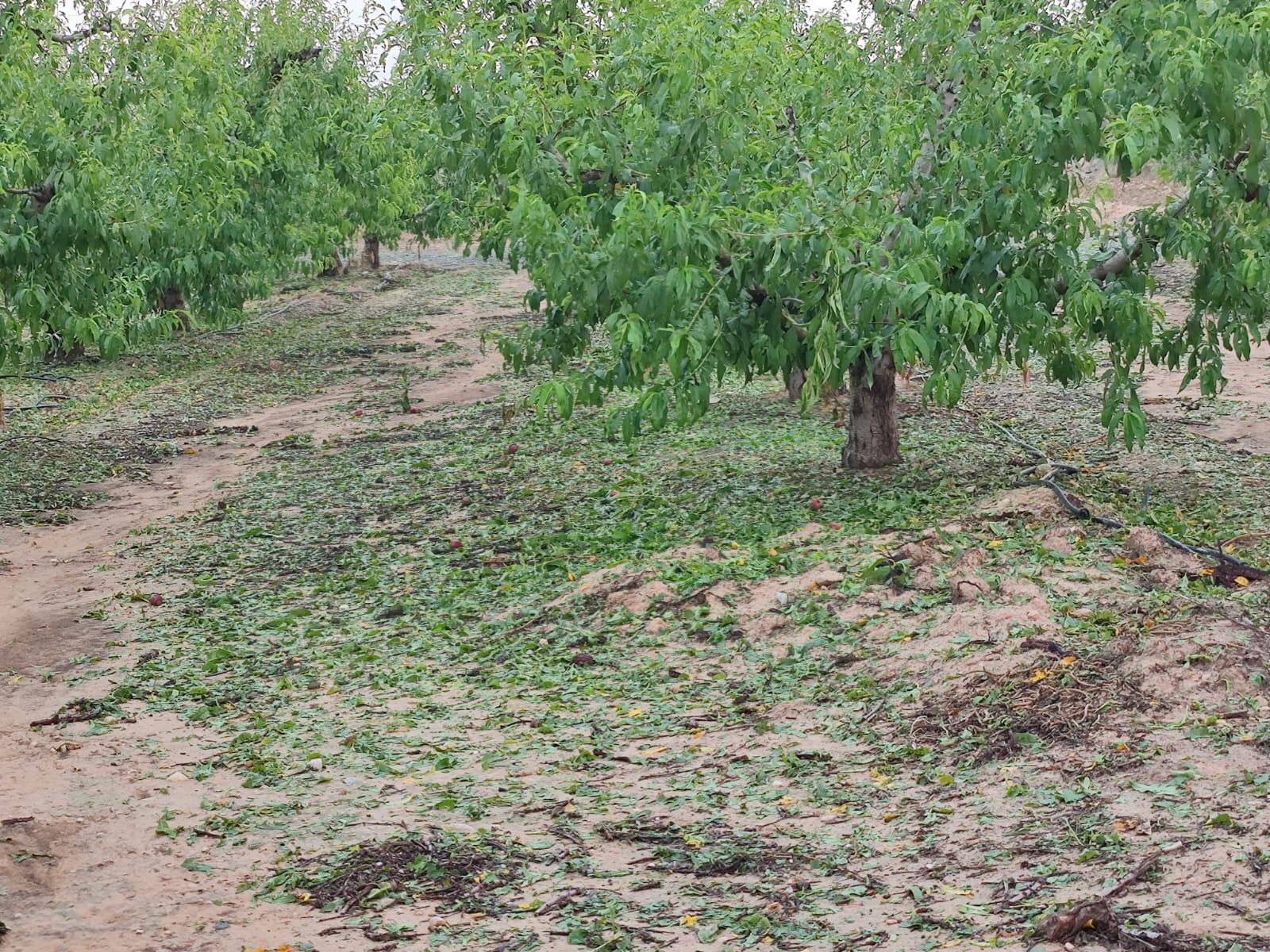 Daños del granizo en los frutales de Campotéjar (Molina de Segura, Región de Murcia)