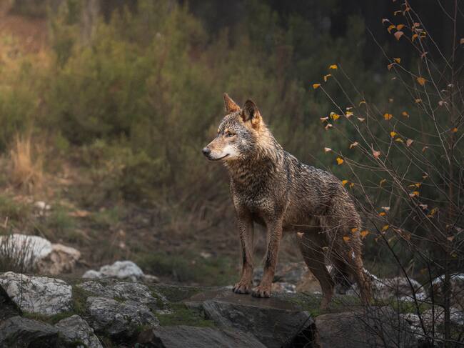Ejemplar de lobo ibérico