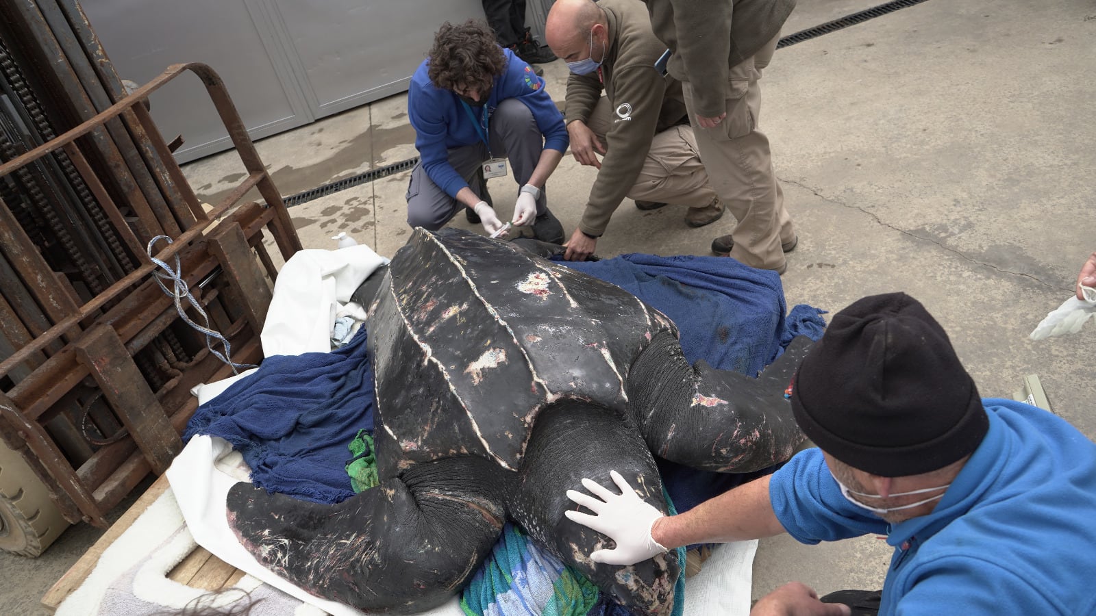 Tortuga laúd rescatada en Mazarrón