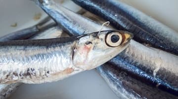 Anisakis: 10 preguntas y respuestas (para seguir comiendo pescado sin riesgos)