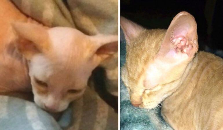 El gato rapado por el que se pagaron cerca de 700 dólares.