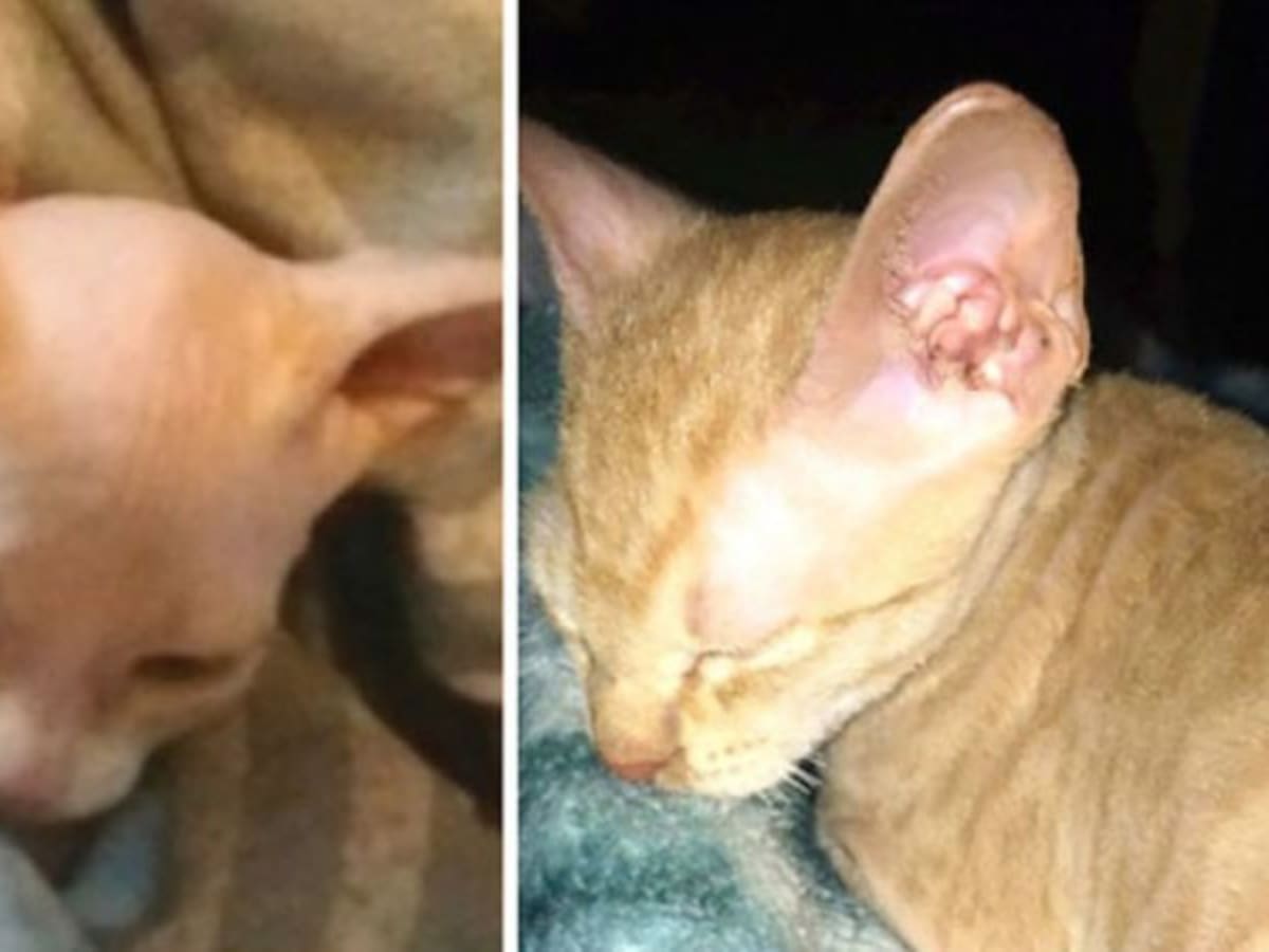 Le venden un falso gato esfinge que realmente era un gato callejero rapado