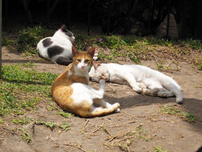 Las protectoras apuestan por la esterilización animal