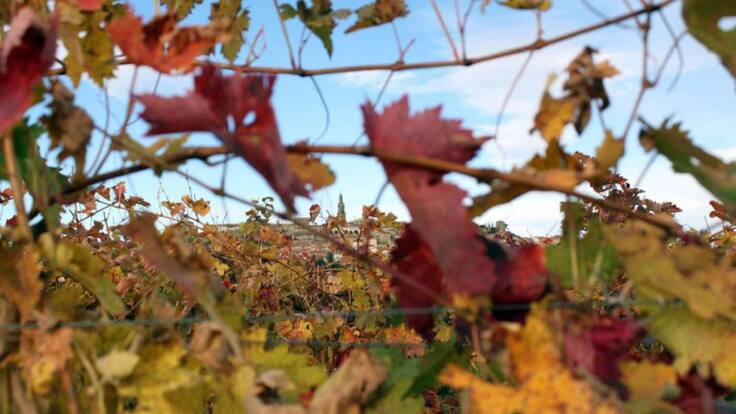 Entrevista a José Luis Lapuente, director general de la DOC Rioja
