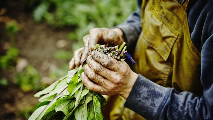 Los productos Km. 0 cogen fuerza