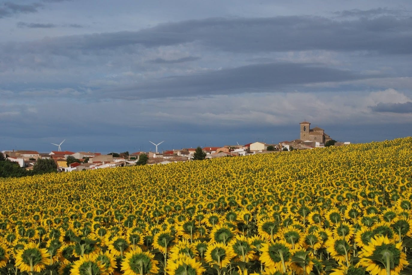 Campo de girasoles con Pinarejo al fondo.