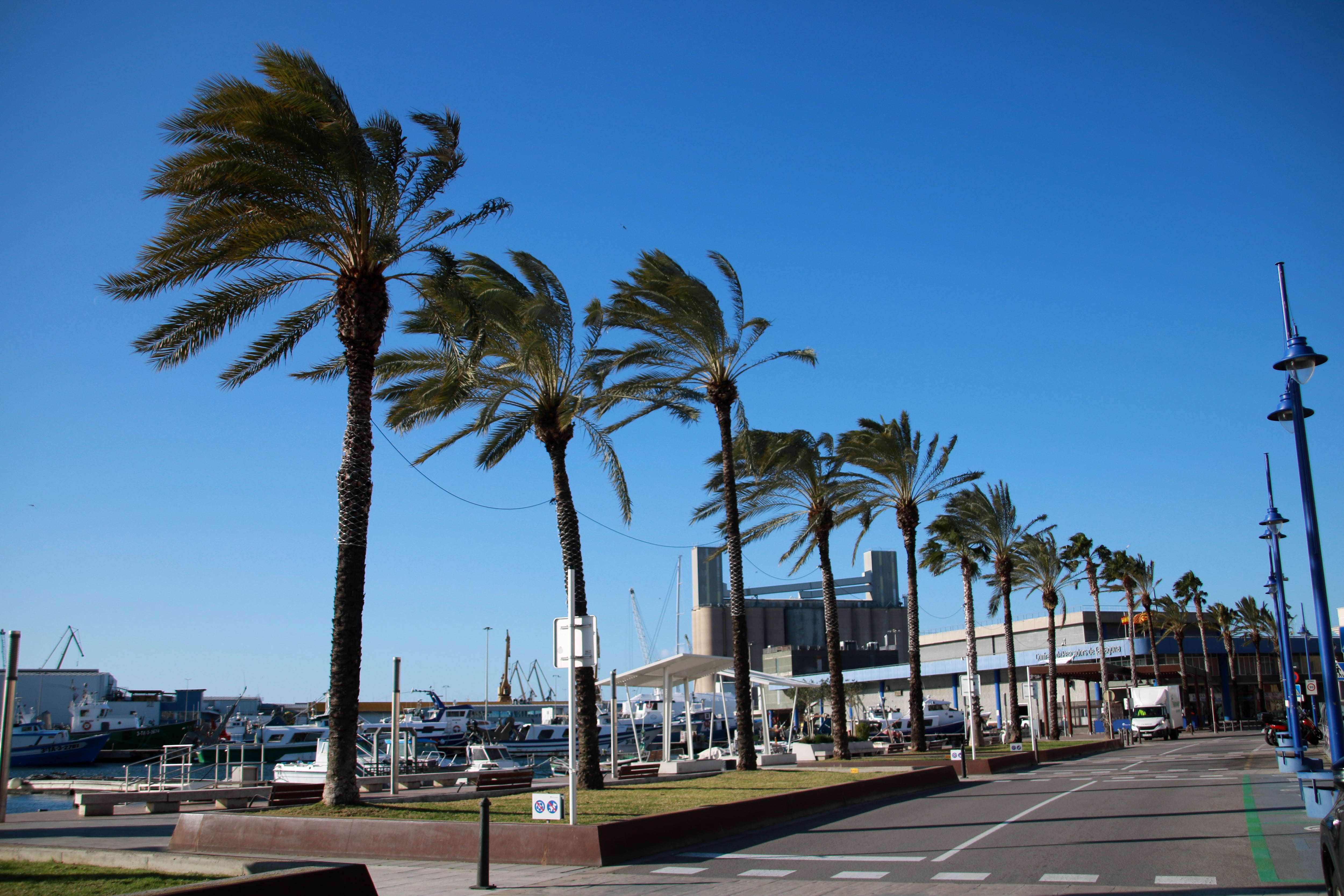 Palmeres mogudes pel vent al barri del Serrallo