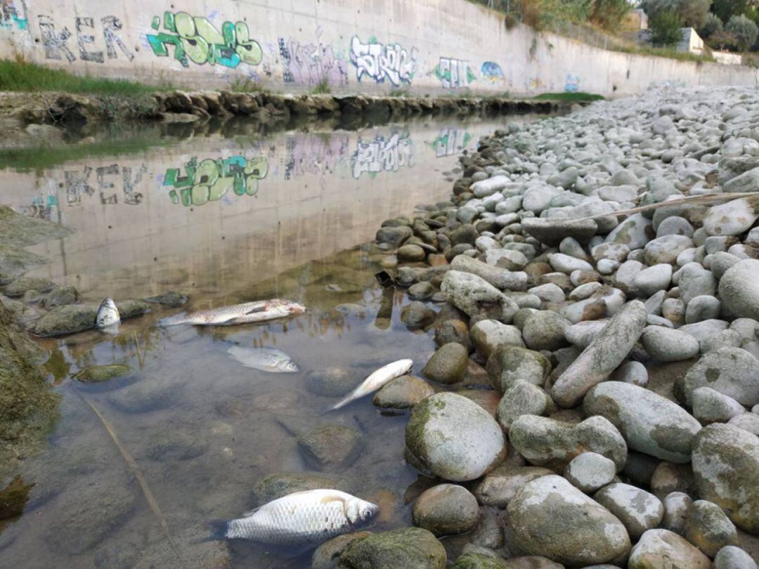 Peces muertos en el río Serpis en octubre de 2020 