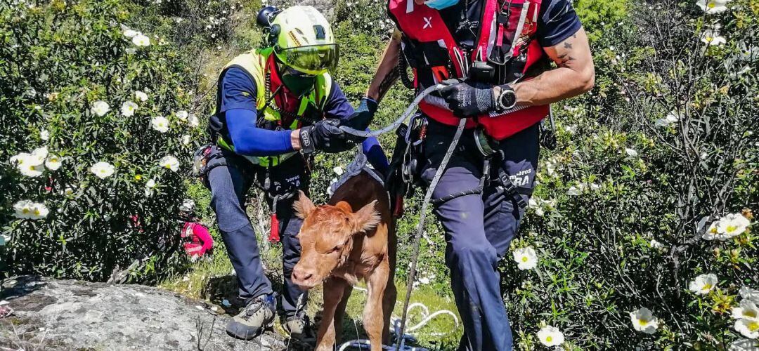 Tras rescatarle, han comprobado que el animal solo sufría un golpe en una pata