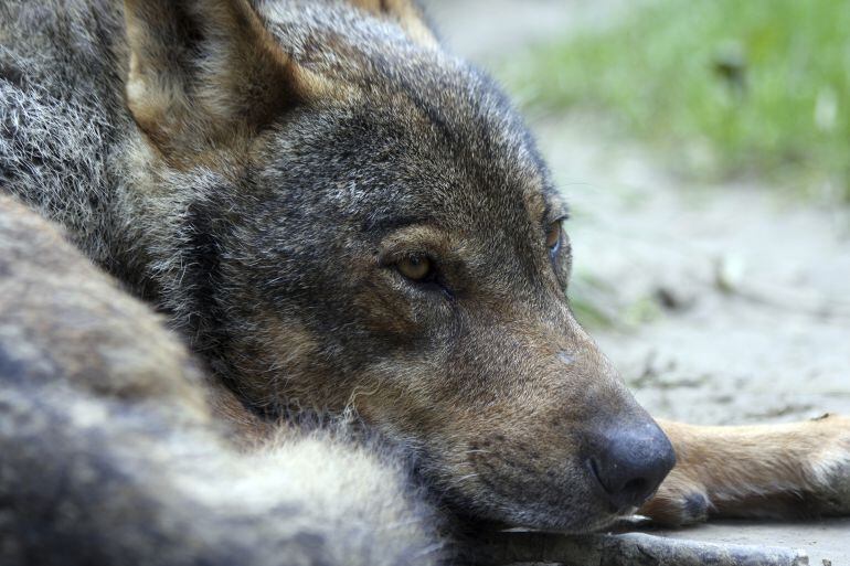 Lobo ibérico