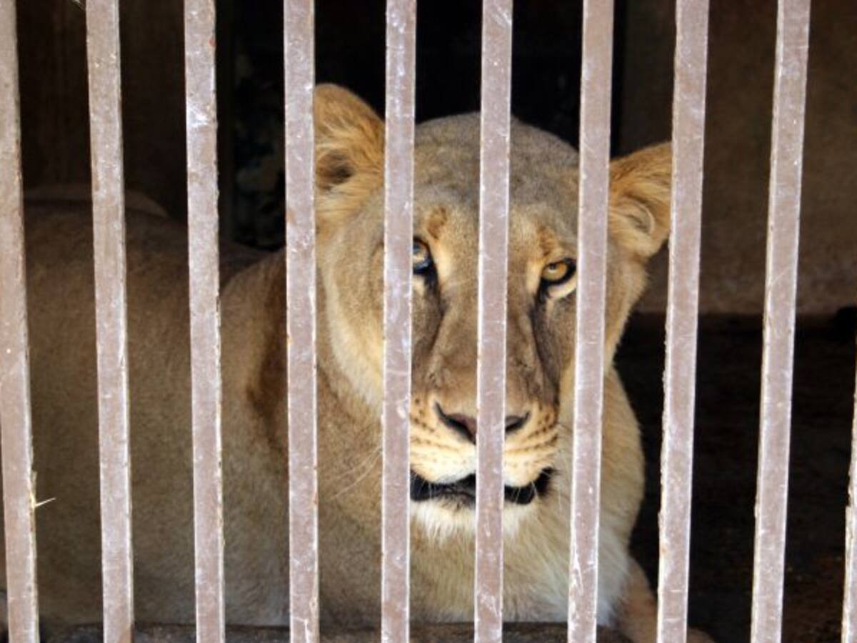 Traslladen als EEUU els últims animals que quedaven a Aqualeon