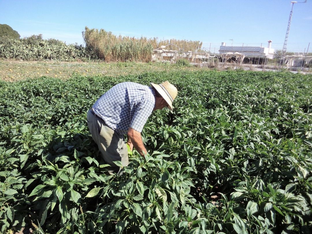 Juan Picón, en su huerta