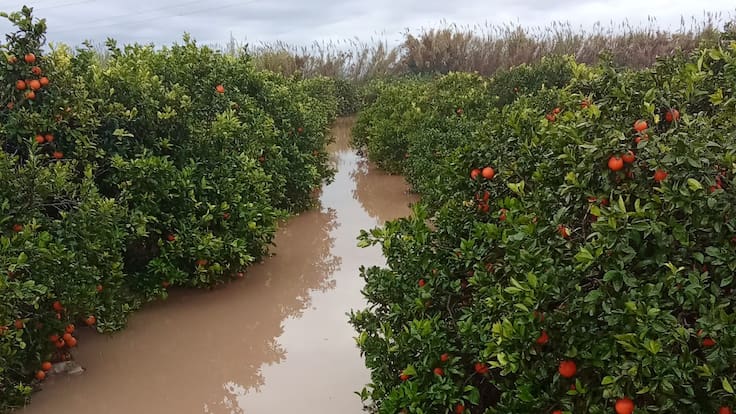 Carles Peris (La Unió Llauradora): "Las lluvias provocan ya unas pérdidas de 3 millones de euros en el campo valenciano"