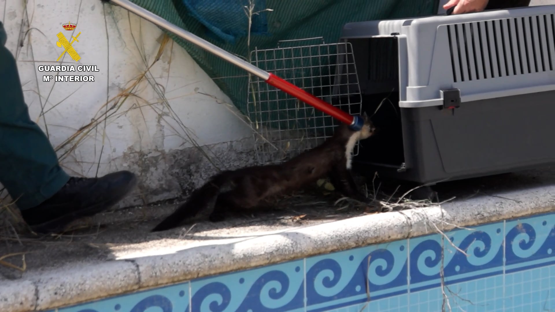 Garduña rescatada en Jaén por la Guardia Civil.