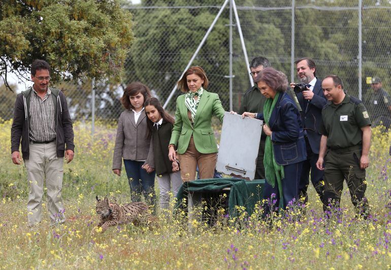 Los dos linces han sido liberados en una finca de Mazarambroz.