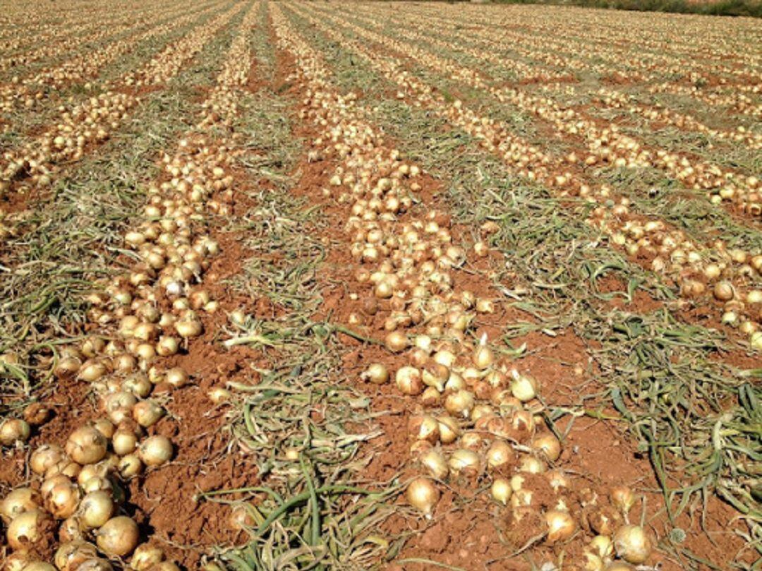 Campo de cebollas