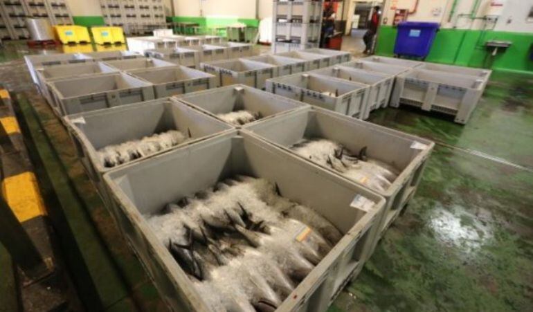 Capturas de bonito almacenadas en una lonja.