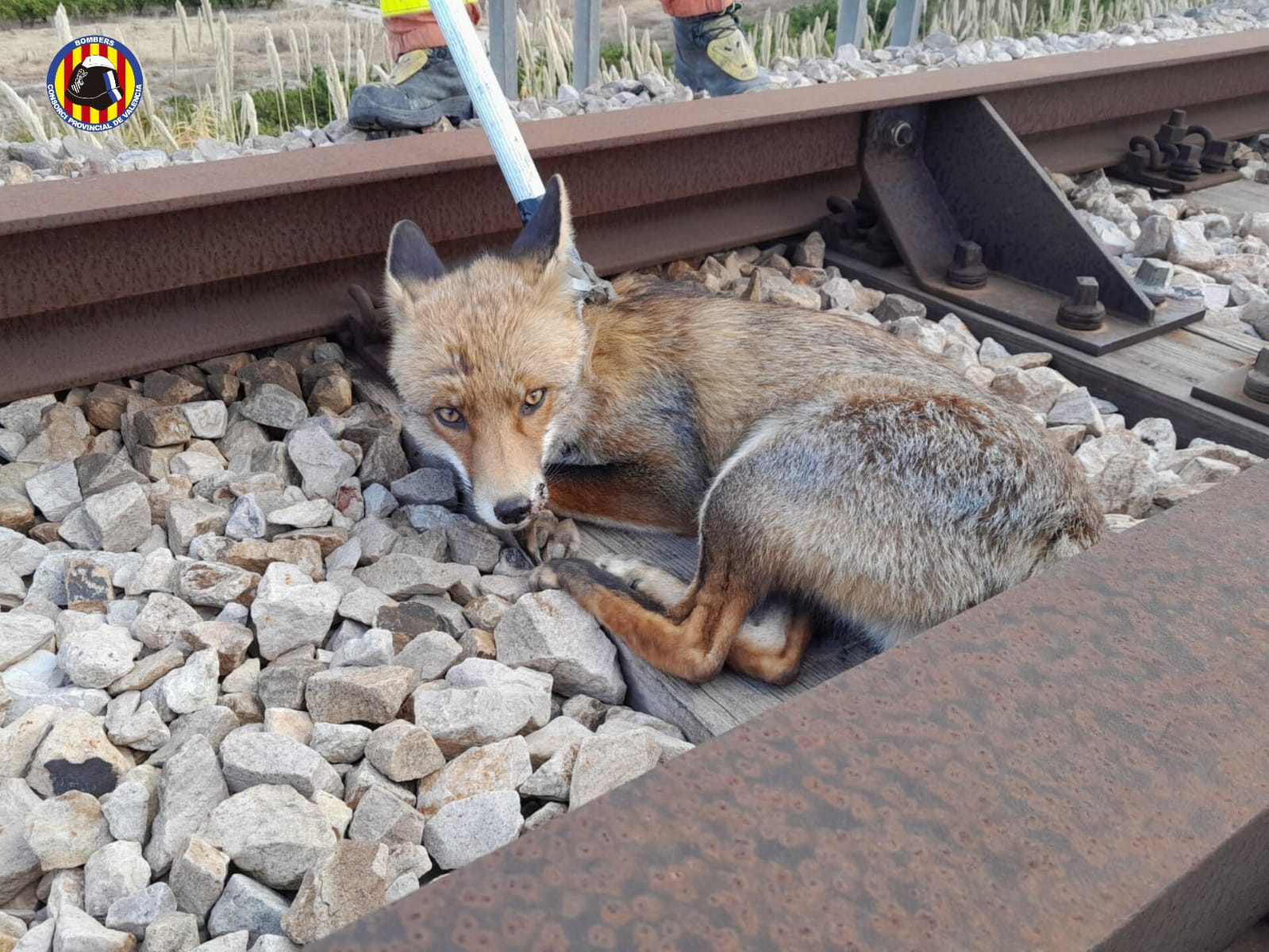 Zorro atrapado rescatado