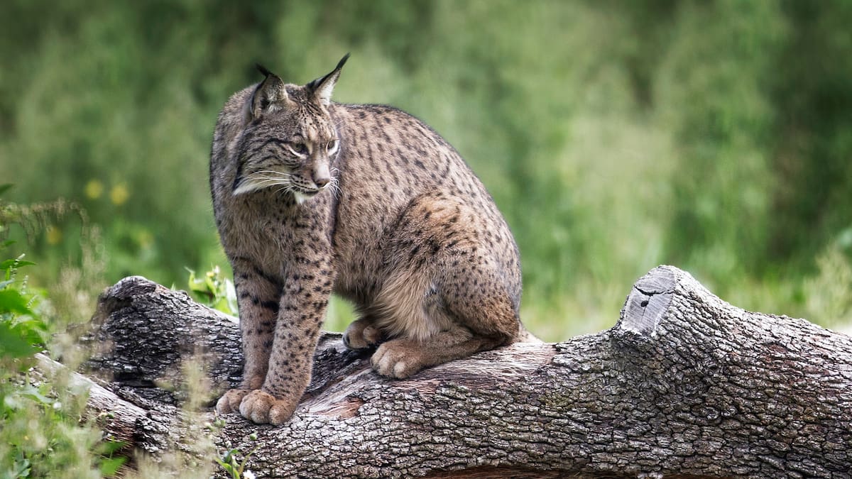 El CSIC y la Universidad Complutense logran producir por primera vez embriones de lince ibérico en el laboratorio