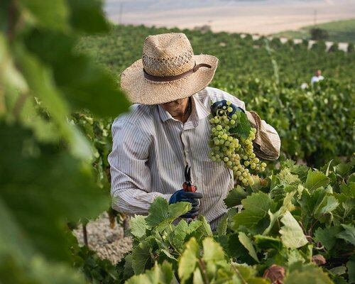 Un vendimiador en uno de los pagos del Marco de Jerez