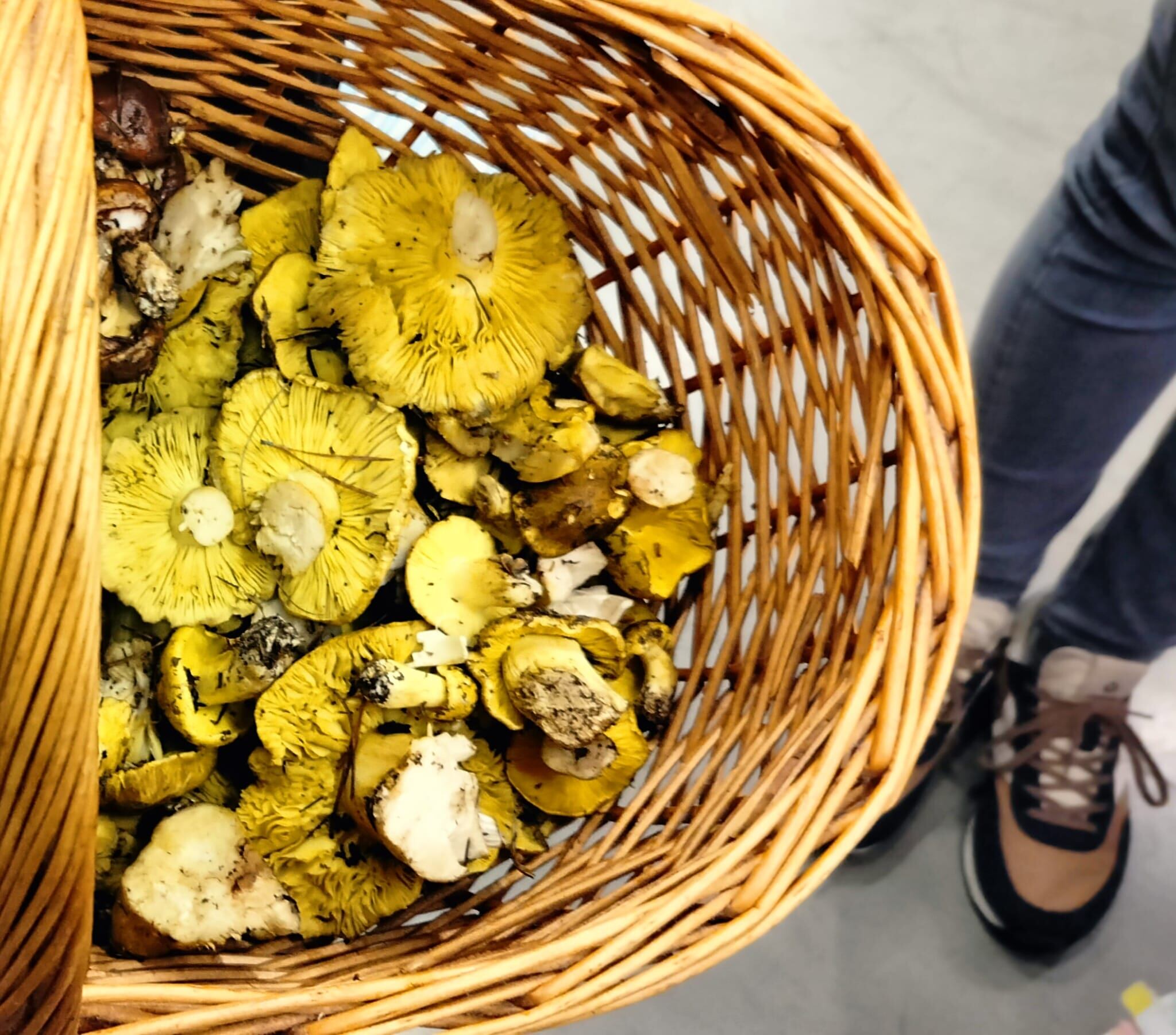 La Cátedra de Micología de la UVa alerta sobre la toxicidad de la seta de los caballeros ante su abundancia en Castilla y León