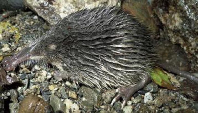 Desmán ibérico (Galemys Pyrenaicus)