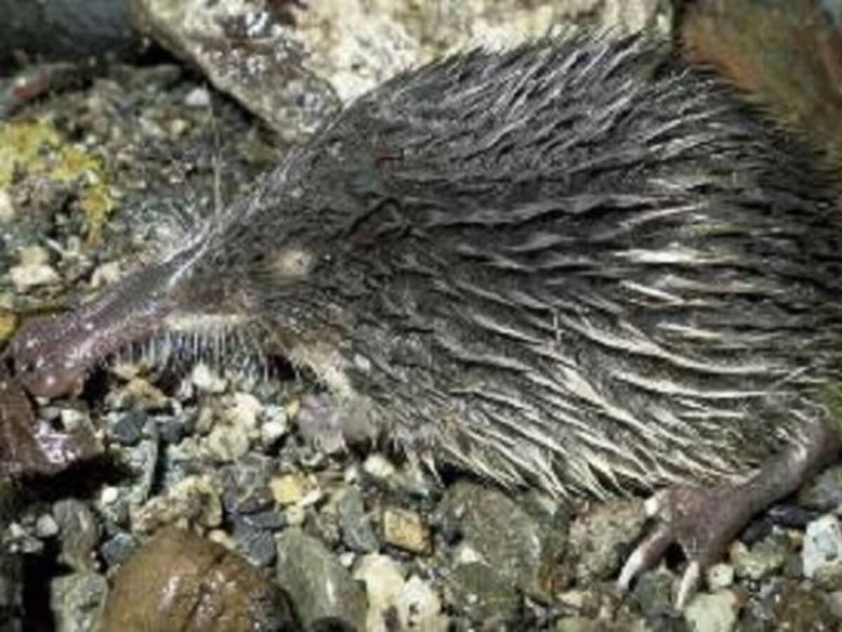 Aprueban un proyecto para asegurar el hábitat del desmán ibérico