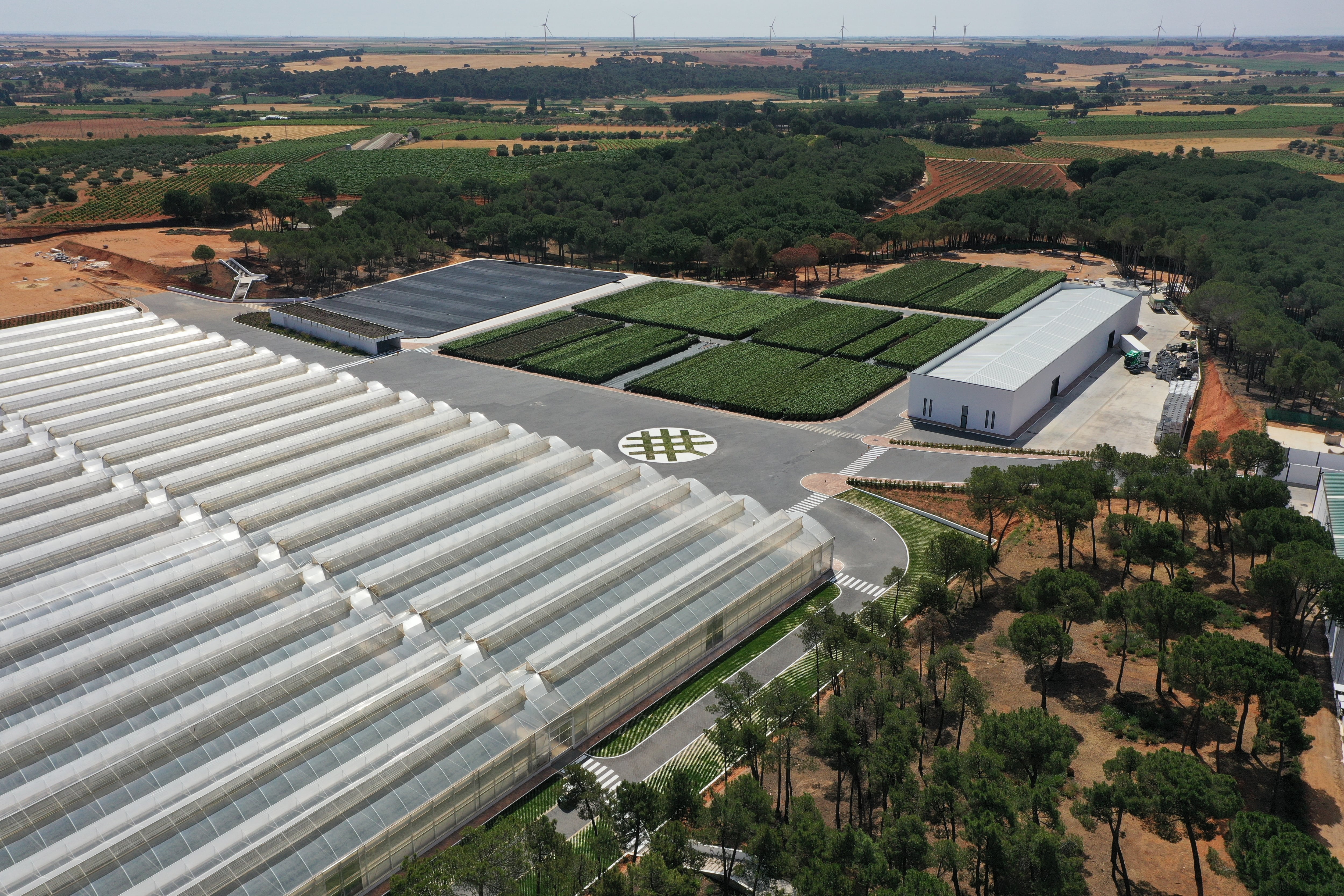 Vivero de pistachos de Agróptimum.