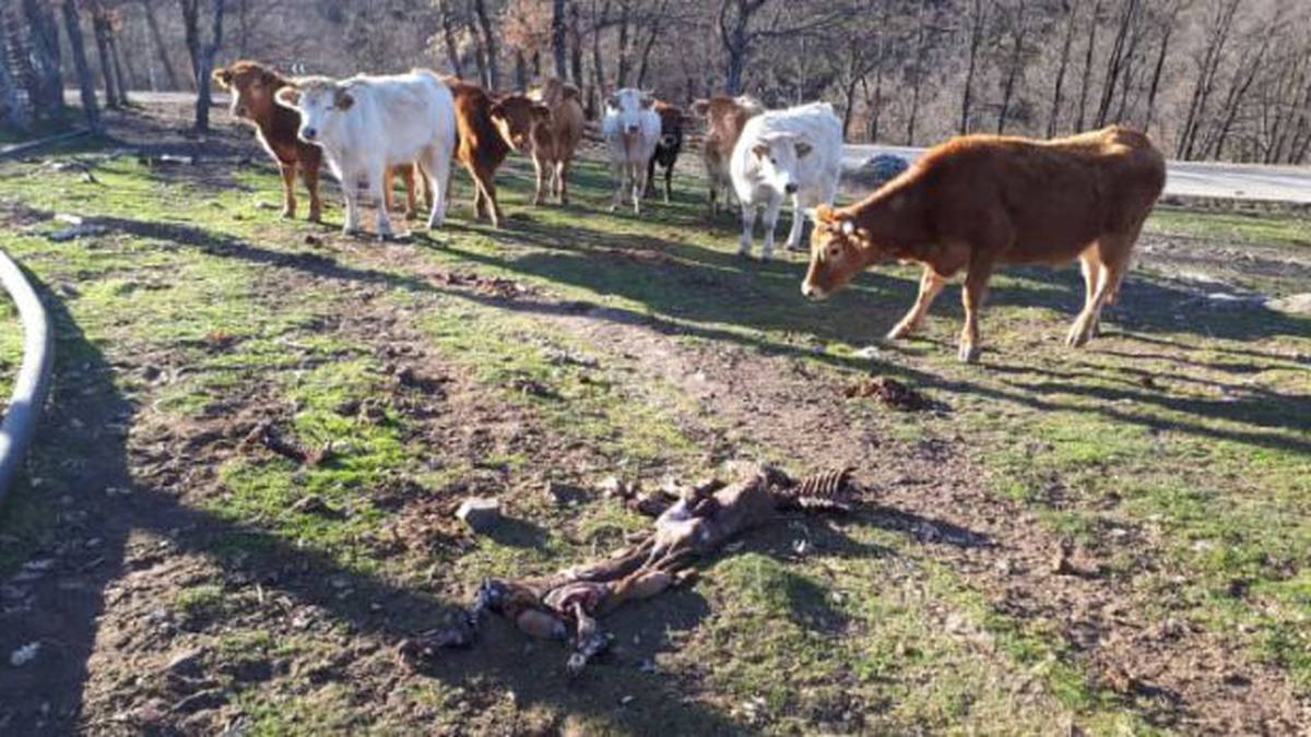 Vacas junto a los restos de un ternero atacado por lobos en Guadalajara