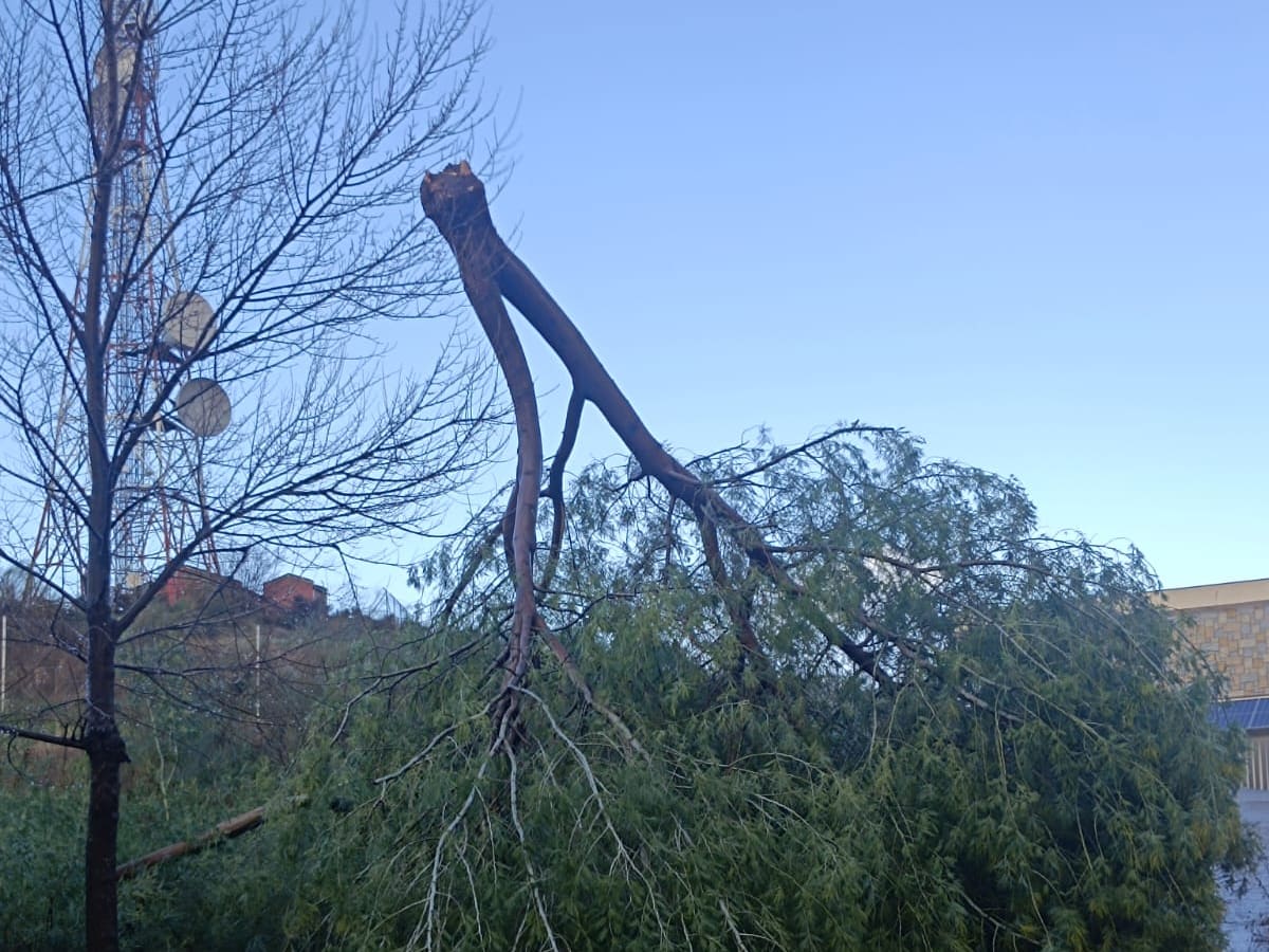 Plasencia cifra en más de 70 los árboles dañados por la borrasca del 30 de enero