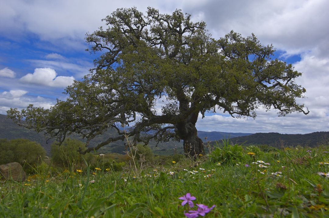 Parque de Los Alcornocales.