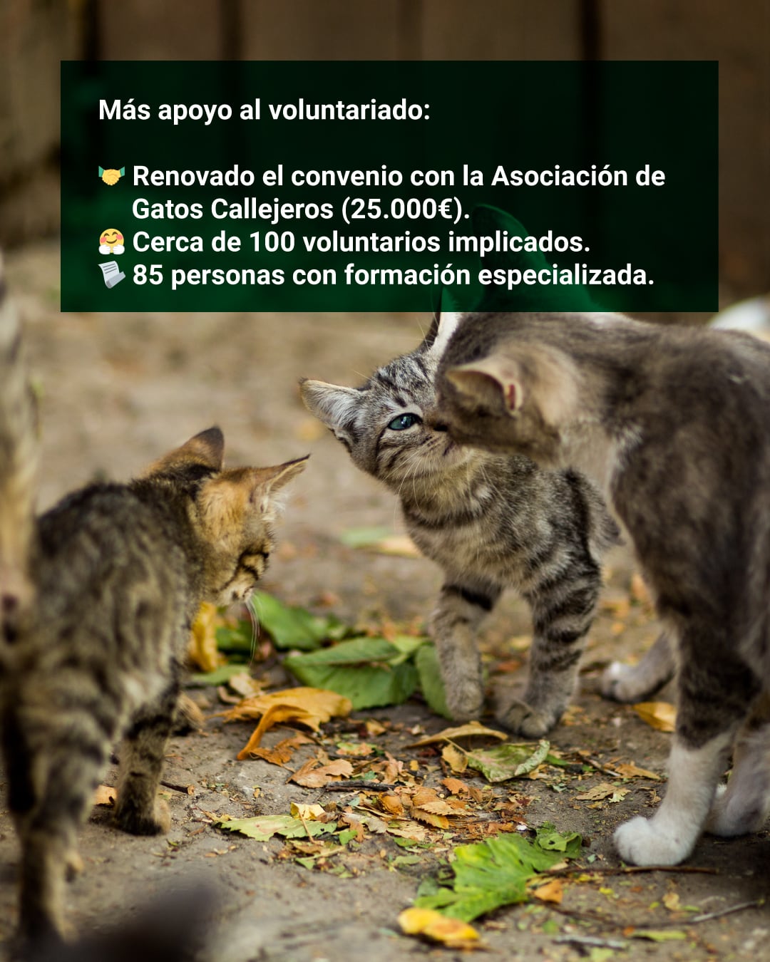 Detalles del servicio