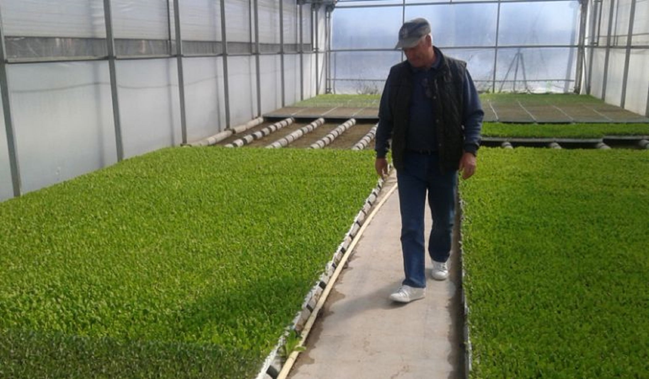 Ángel González en un invernadero de la huerta fuenlabreña 