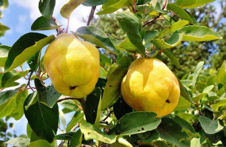 El membrillo tiene propiedades como un elevado poder antioxidante