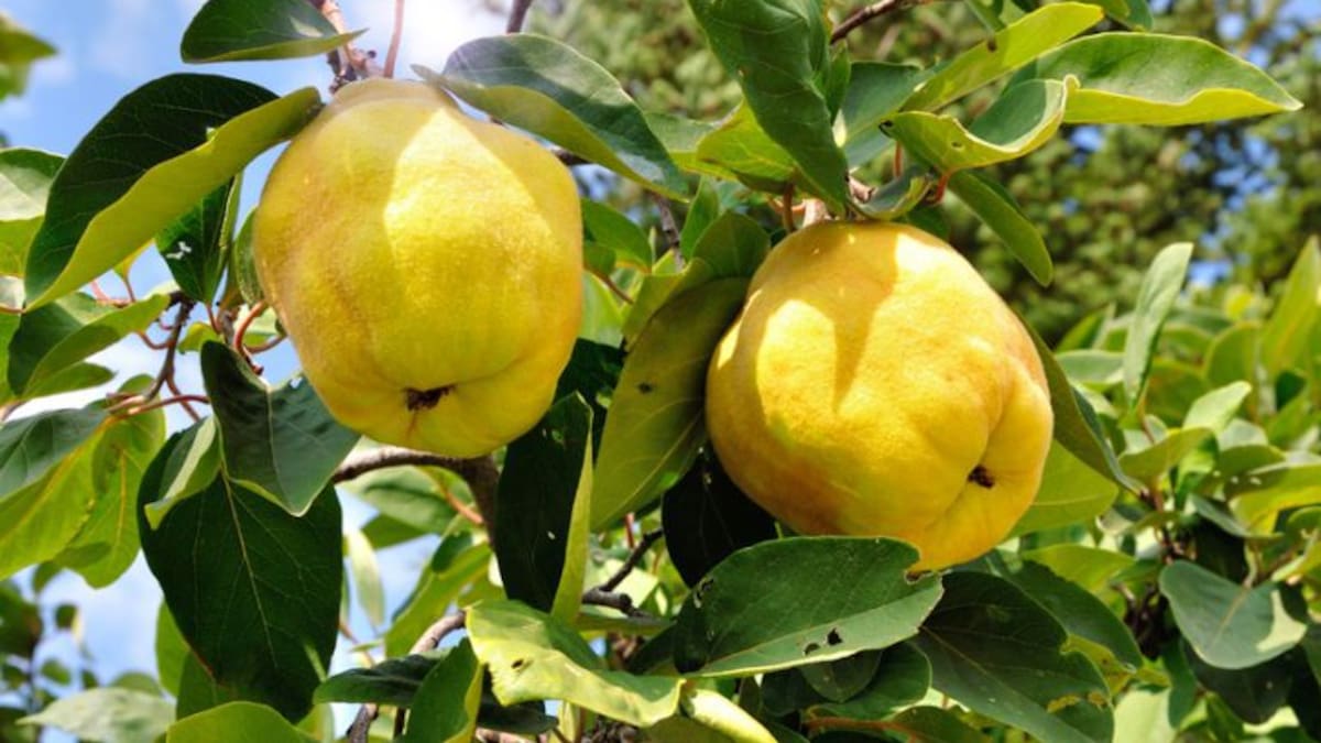 La UCAV investigará las propiedades del membrillo